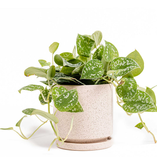 Bolle Pot (size: 10.5") (white And White Sesame)