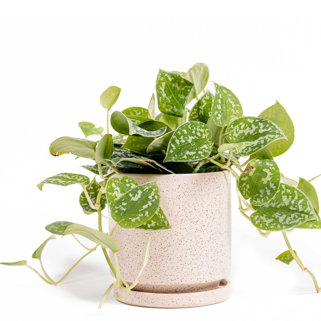 Bolle Pot (size: 8/12") (white And White Sesame)